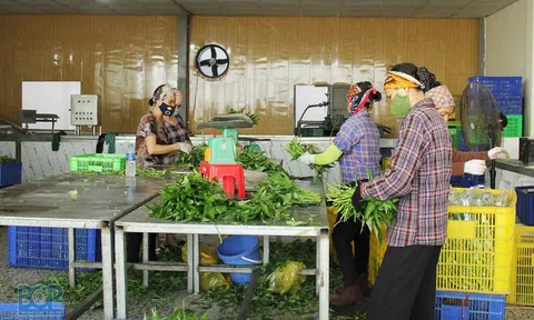 Bắc Giang: Nâng cao hiệu quả hoạt động các hợp tác xã nông nghiệp