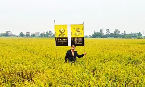 Nam Định: Phát triển chuỗi liên kết sản xuất lúa gạo sử dụng phân hữu cơ