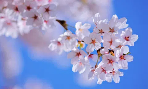 Vững bước với mùa xuân