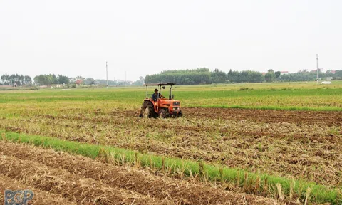 Bắc Giang: Tập trung chỉ đạo sản xuất vụ Chiêm Xuân năm 2022-2023