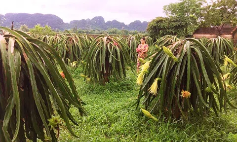 Ninh Bình: Phát triển kinh tế nông nghiệp ở tiểu vùng đồi núi bán sơn địa