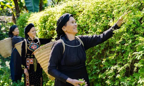 Bắc Kạn:Tìm giải pháp nâng cao hiệu quả kinh tế tập thể