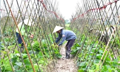 Hỗ trợ hợp tác xã do phụ nữ tham gia quản lý và tạo việc làm cho lao động nữ