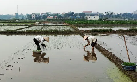 Vĩnh Phúc: Các địa phương chủ động sản xuất vụ Xuân
