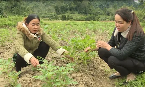 Bắc Mê (Hà Giang): Nâng cao giá trị sản xuất cây vụ Đông