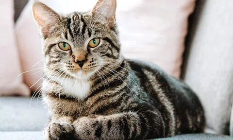 Những vĩ nhân tuổi Mão tiêu biểu trong lịch sử Việt Nam