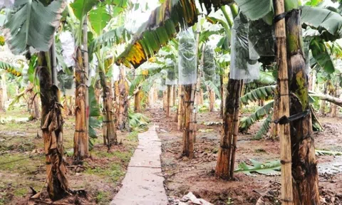 Hải Dương: Vựa chuối lớn nhất miền Bắc tấp nập vụ Tết