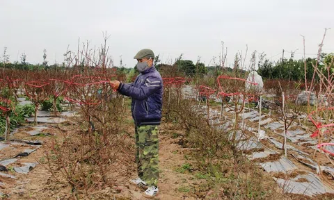 Thành phố Hưng Yên: Hoa, cây cảnh rực rỡ đón tết