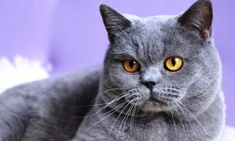 Các nhà tướng số nói về tính cách người tuổi Mão