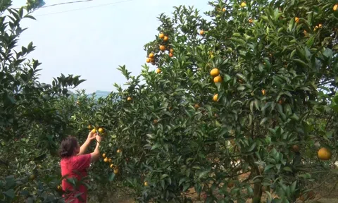 Vị Xuyên (Hà Giang) vào vụ thu hoạch cam vàng