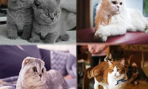 Mượn hình ảnh con Mèo để gởi gắm những kinh nghiệm, triết lý nhân sinh