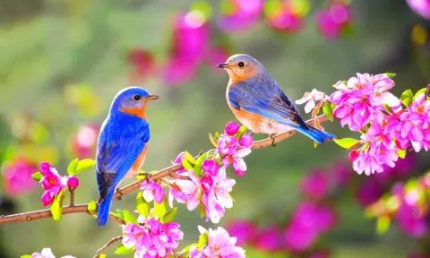 Tết trong Ký ức của tôi...