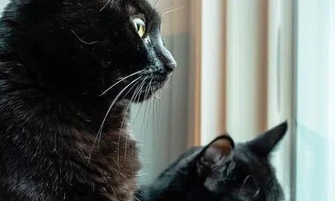 Xuân Mão nói chuyện mèo