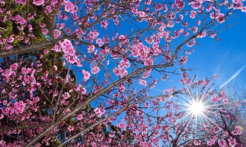 Sự tích ngày Tết