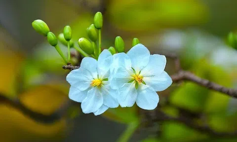 Đoàn tụ, hơi ấm mùa xuân