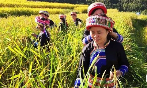 Muôn nẻo Tết quê