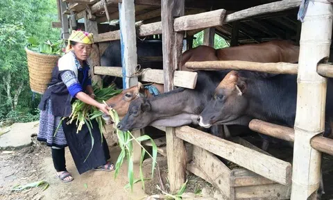 Yên Bái: Chủ động phòng chống, ứng phó thiên tai dịp Tết Quý Mão năm 2023