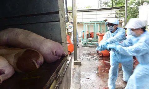 Hải Dương: Tăng cường kiểm tra, giám sát, xử lý các trường hợp sử dụng chất cấm trong chăn nuôi, giết mổ gia súc