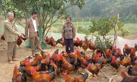 Lào Cai: Nông dân Bảo Thắng nuôi gà trống cựa dịp Tết cho thu nhập đến 250 triệu đồng