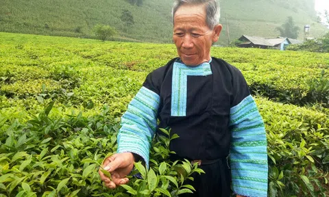 Tỉnh Sơn La tăng cường hợp tác quốc tế hỗ trợ phát triển kinh tế - xã hội vùng đồng bào dân tộc thiểu số