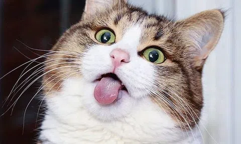 Mèo qua con mắt nhà khoa học