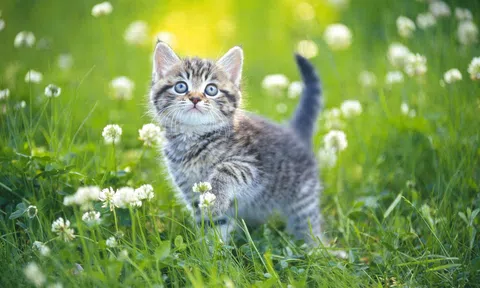 Năm Mão tản mạn về Mèo