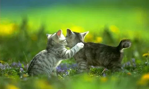 Quan niệm khác nhau về loài Mèo