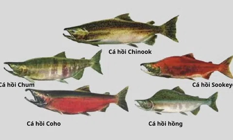 Những loại thực phẩm giàu dinh dưỡng nhất