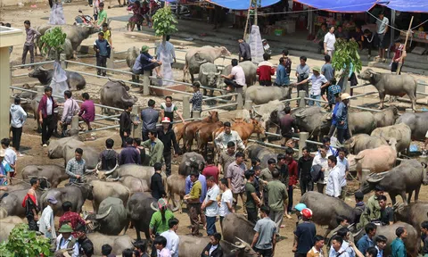 Sơn La: Phát triển chăn nuôi đại gia súc tại các xã khu vực III và bản đặc biệt khó khăn