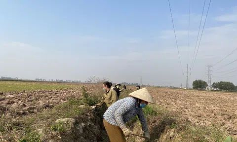 Hưng Yên: Tiên Lữ sẵn sàng sản xuất lúa vụ xuân