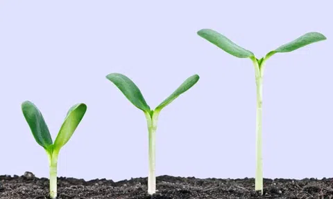 Cái giá của sự trưởng thành