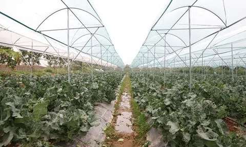 Hà Nội - Phát triển sản phẩm OCOP từ nông nghiệp sạch