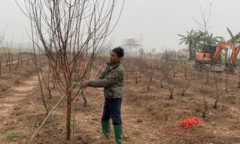 Hưng Yên: Chăm sóc hoa, cây cảnh sau Tết