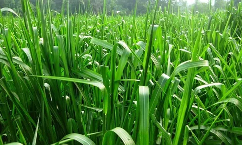 Một số giống cỏ trồng cho chăn nuôi bò