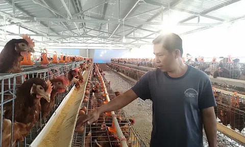 Bình Định: Nuôi gà lấy trứng, mang lại hiệu quả kinh tế