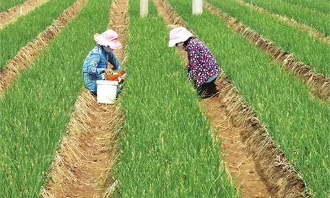 Sóc Trăng: Trồng hành tím trên đất pha cát