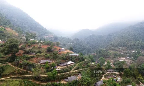 Nông dân Sơn La "đổi đời" nhờ trồng Thảo Quả