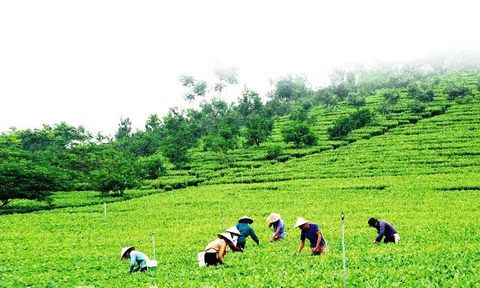 Tuyên Quang: Động lực giảm nghèo trong năm 2023