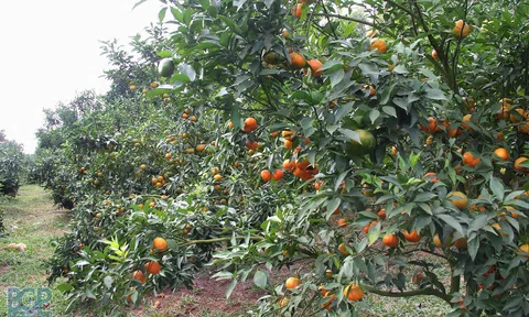 Bắc Giang: Được phân bổ trên 1.621 ha chuyển đổi cơ cấu cây trồng trên đất trồng lúa