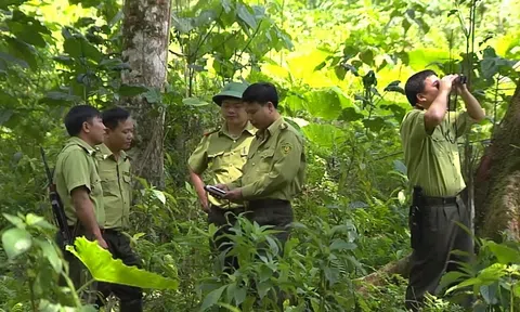 Bắc Kạn: Số vụ vi phạm Luật Lâm nghiệp 2 tháng đầu năm giảm so với cùng kỳ