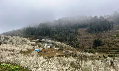 Sắc xuân trên cao nguyên đá Tả Van Si Ma Cai