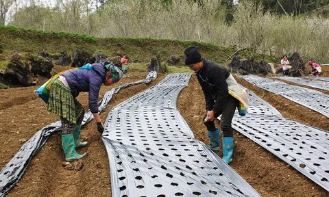 Nông dân vùng cao Bắc Hà (Lào Cai) trồng cây dược liệu Cát cánh