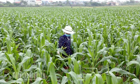 Ninh Bình: Đa dạng mô hình phát triển kinh tế nông nghiệp ở tiểu vùng đồng bằng