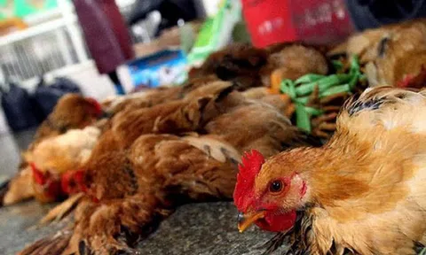 Hải Dương: Tăng cường công tác phòng, chống cúm gia cầm lây sang người