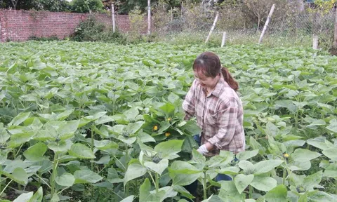 Quảng Ninh: Hỗ trợ phụ nữ phát triển kinh tế