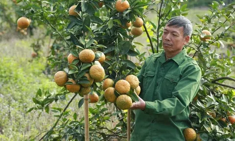 Tiên Yên (Quảng Ninh): Khai thác hiệu quả thế mạnh để phát triển kinh tế nông, lâm nghiệp