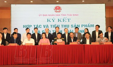 Thái Bình Tích cực tìm thị trường cho lúa gạo