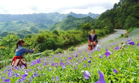 Lào Cai: Tìm giải pháp tiêu thụ cây dược liệu cát cánh của nông dân Si Ma Cai