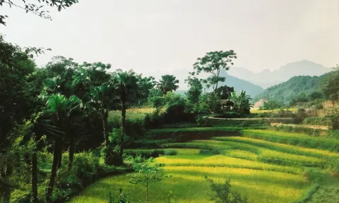 Cây Cọ trong hồi ức của tôi