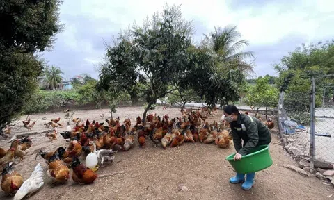 Quảng Ninh: Đưa ngành nông nghiệp phát triển theo hướng bền vững